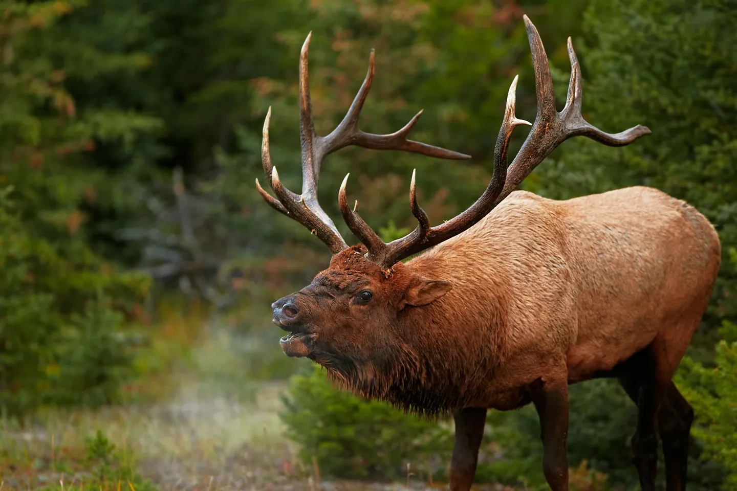 Bull wapiti dans son habitat naturel