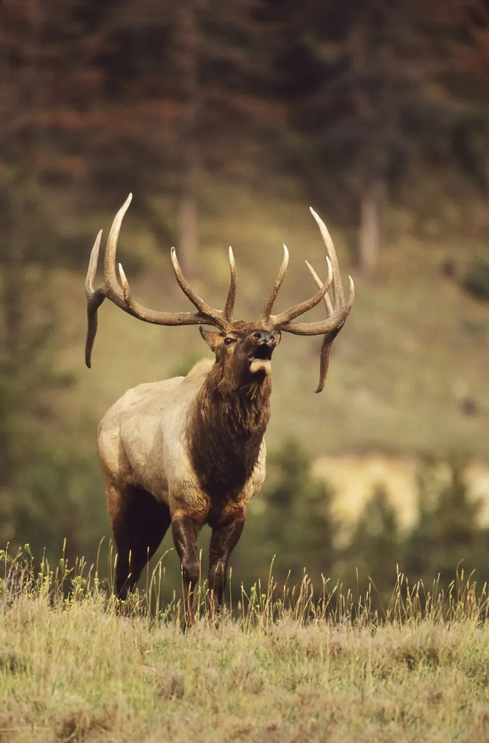 Bull wapiti dans une prairie d'automne